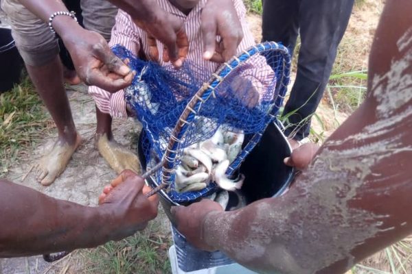 Chryzalid_Onésime_pisciculture